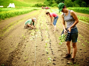 A group of people harvesting crops on a farm.