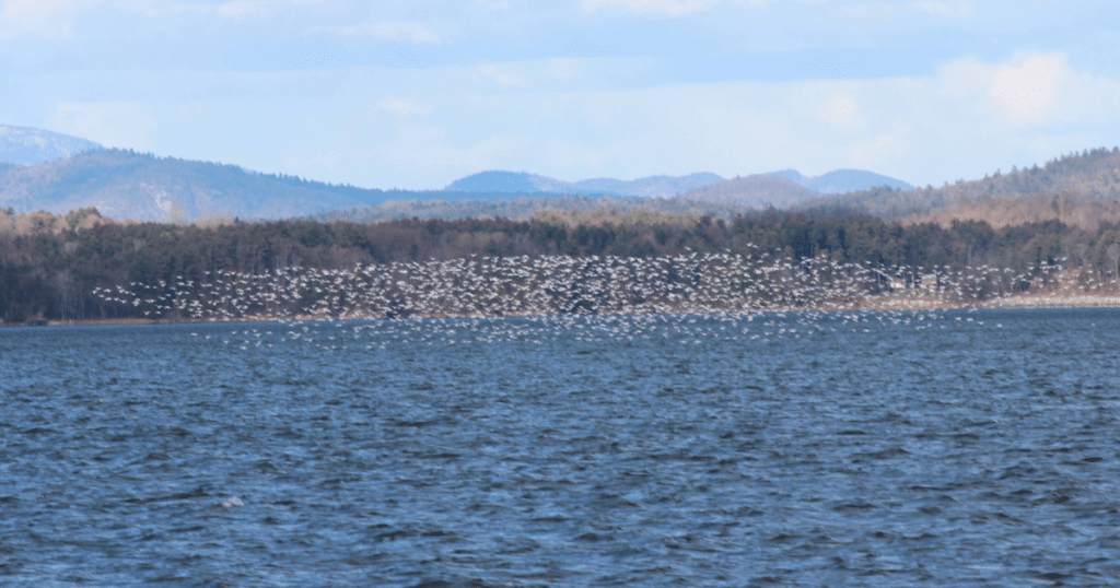 Snow Geese on Lake Champlain