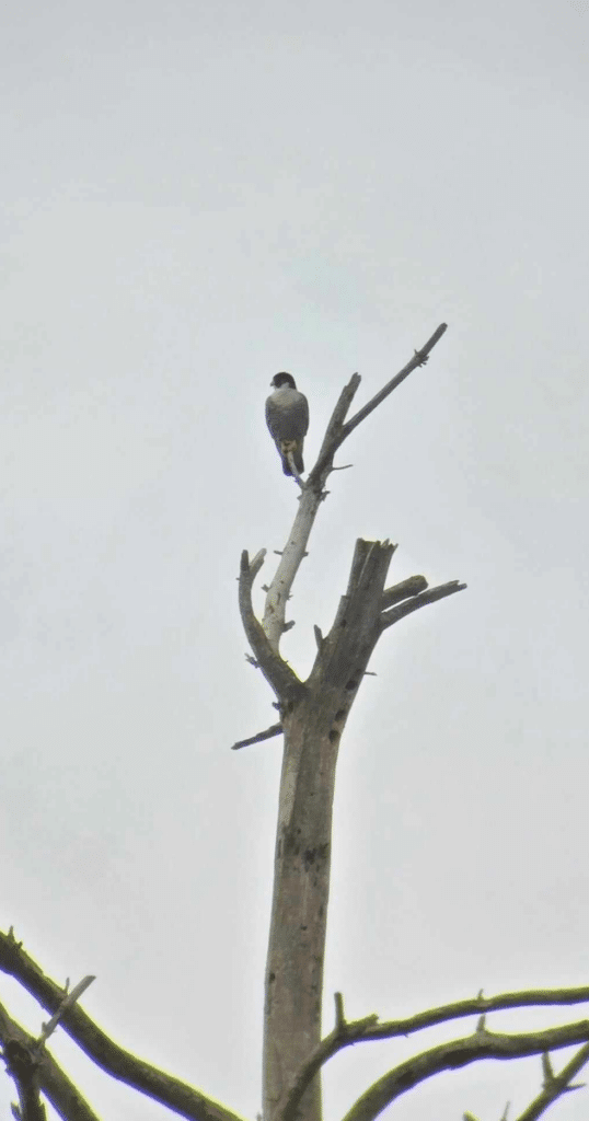 Peregrine Falcon observed at Post Pond in Lyme, New Hampshire.