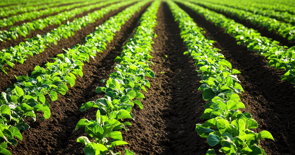 Crops growing in a field